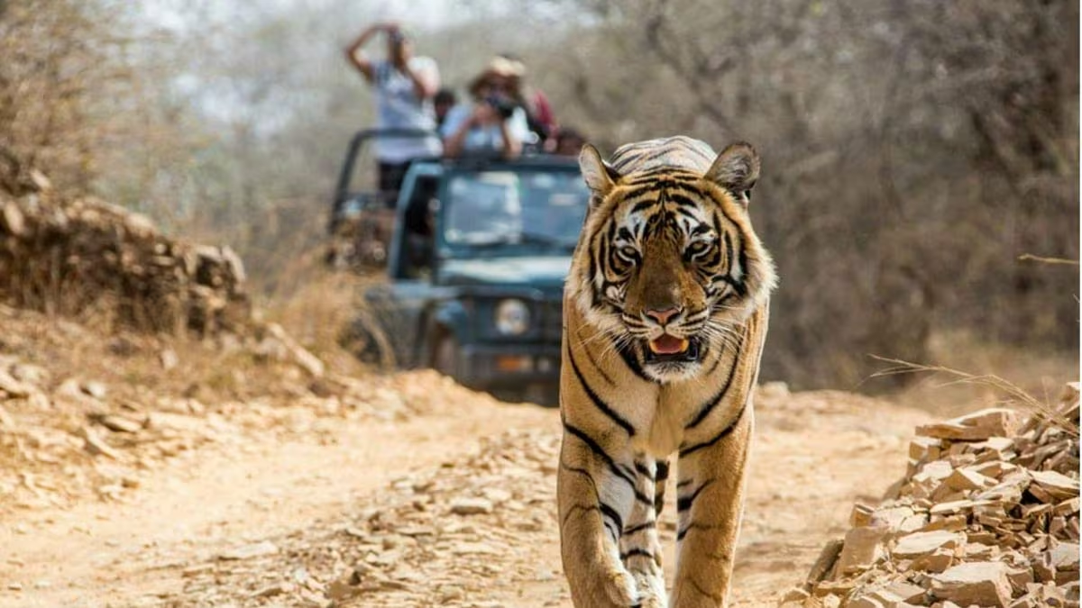 Jim Corbett National Park Travel Plan